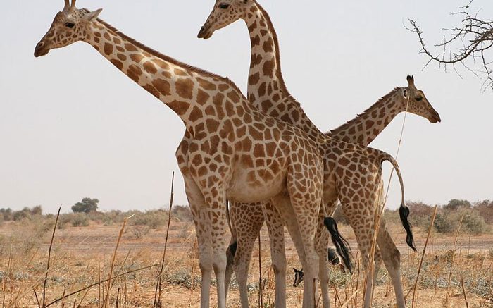 girafes peralta du Niger 700x437 1