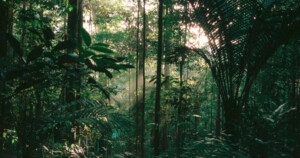 Amazonie couv foret