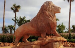 Lion Zoo