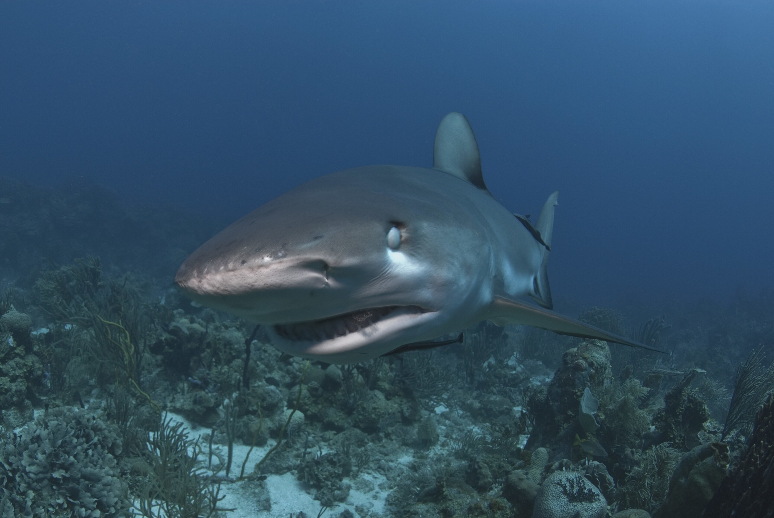 egypte deux touristes italiens attaques par un requin a marsa alam lun deux est mort scaled