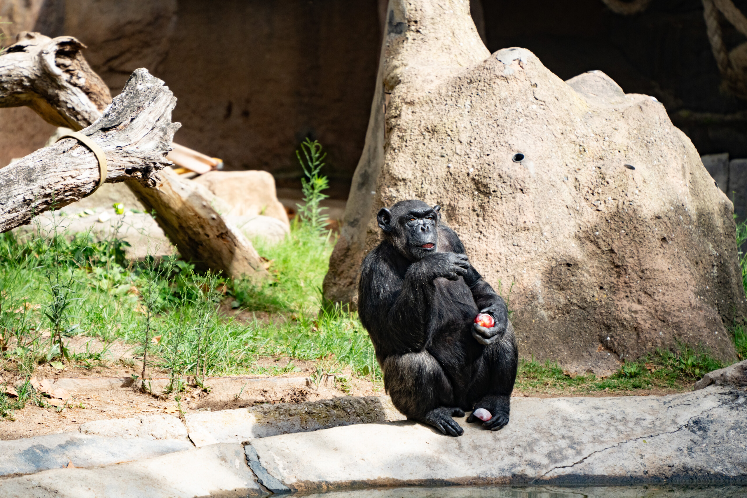 rare bebe langur argente au zoo du bronx scaled