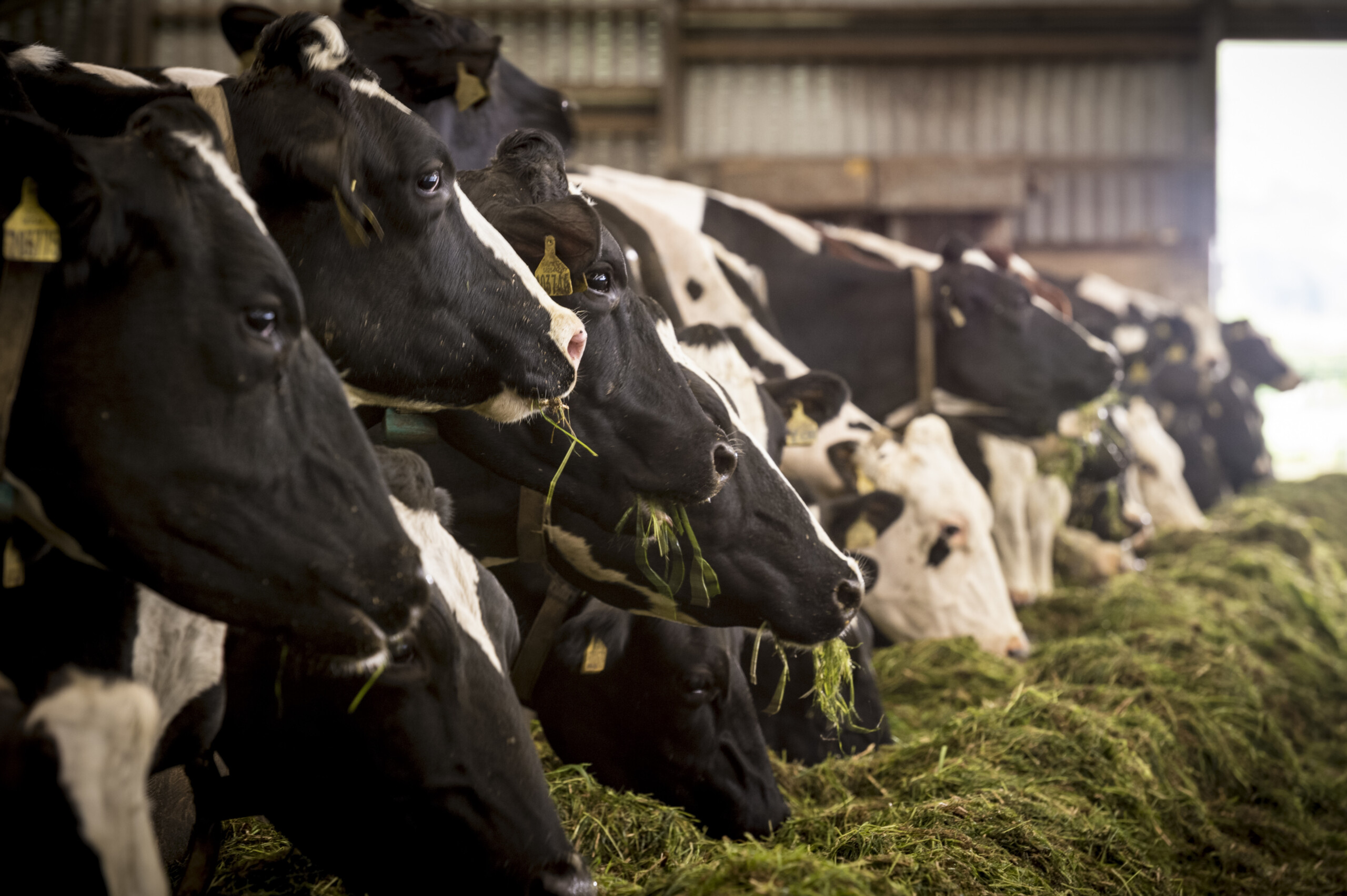 isernia foyers de tuberculose bovine 14 exploitations touchees scaled