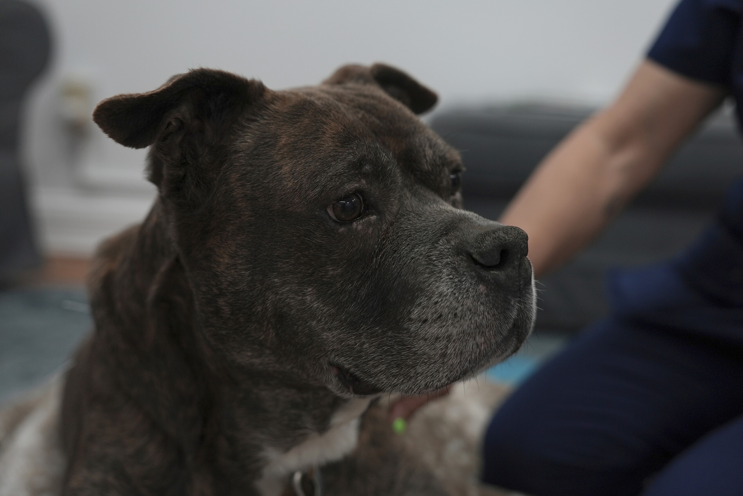 naples fillette devoree a acerra examens sur les chiens pour detecter des traces organiques scaled