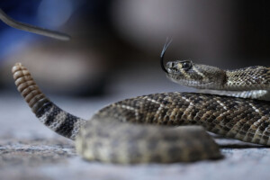 australie un serpent a bord retarde de deux heures un vol melbourne brisbane