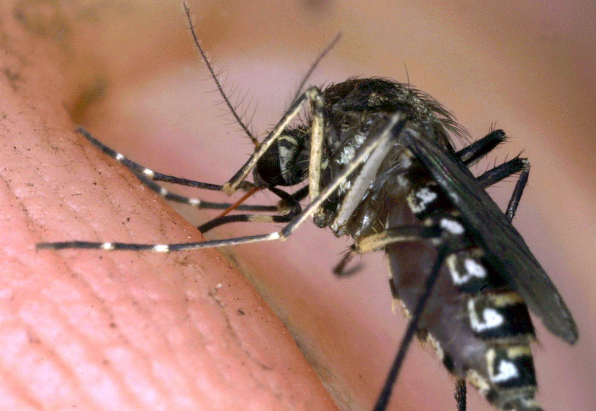 west nile ministere de la sante renforcement de la surveillance numero durgence 1500