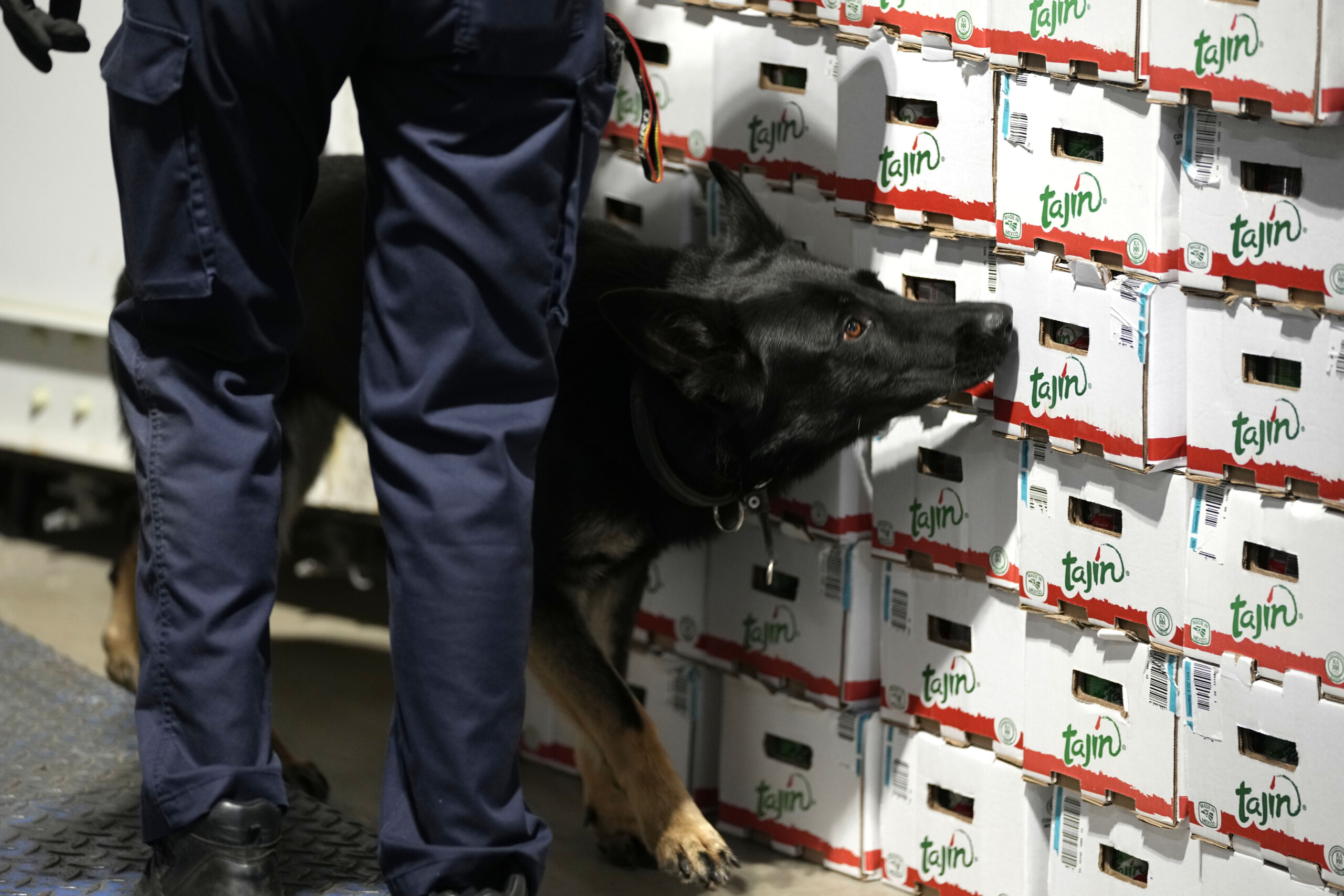 rome decouverte dun conteneur contenant 50 kg de cocaine au port de civitavecchia scaled