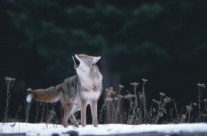 haut adige le tribunal administratif suspend labattage des loups dans la haute vallee de venosta