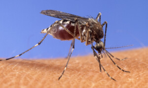 west nile deux nouveaux deces et huit nouveaux cas dans le latium