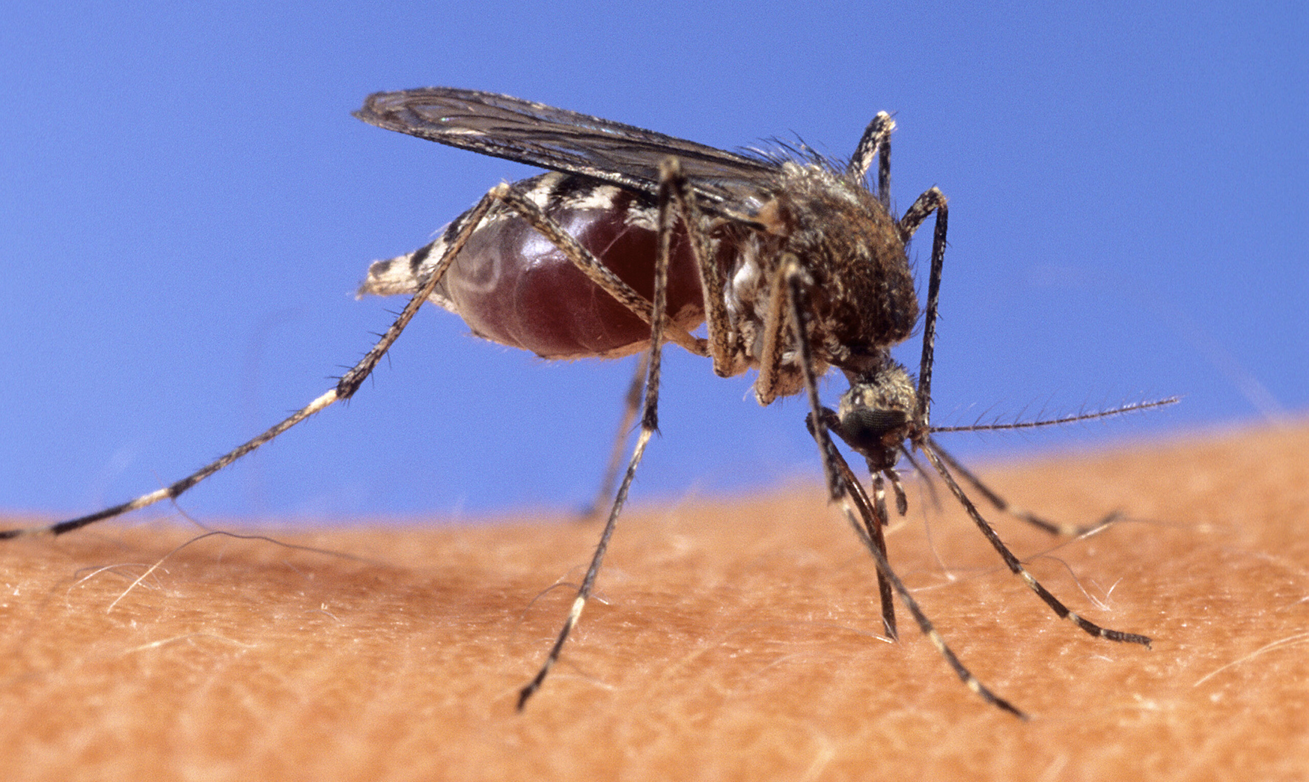 west nile deux nouveaux deces et huit nouveaux cas dans le latium scaled