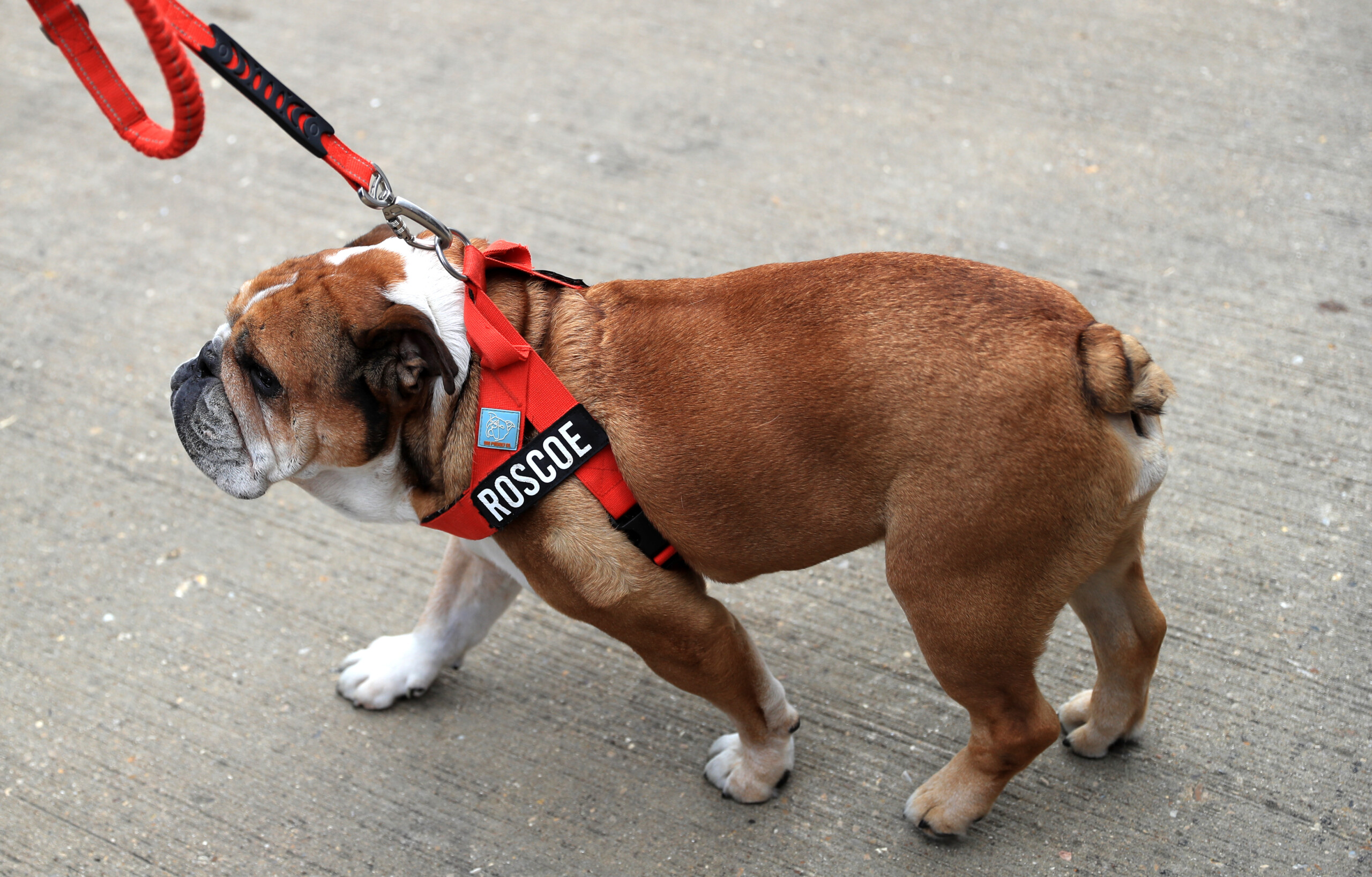 f1 deces du chien de hamilton accueillir roscoe dans ma vie a ete la meilleure decision que jai prise scaled