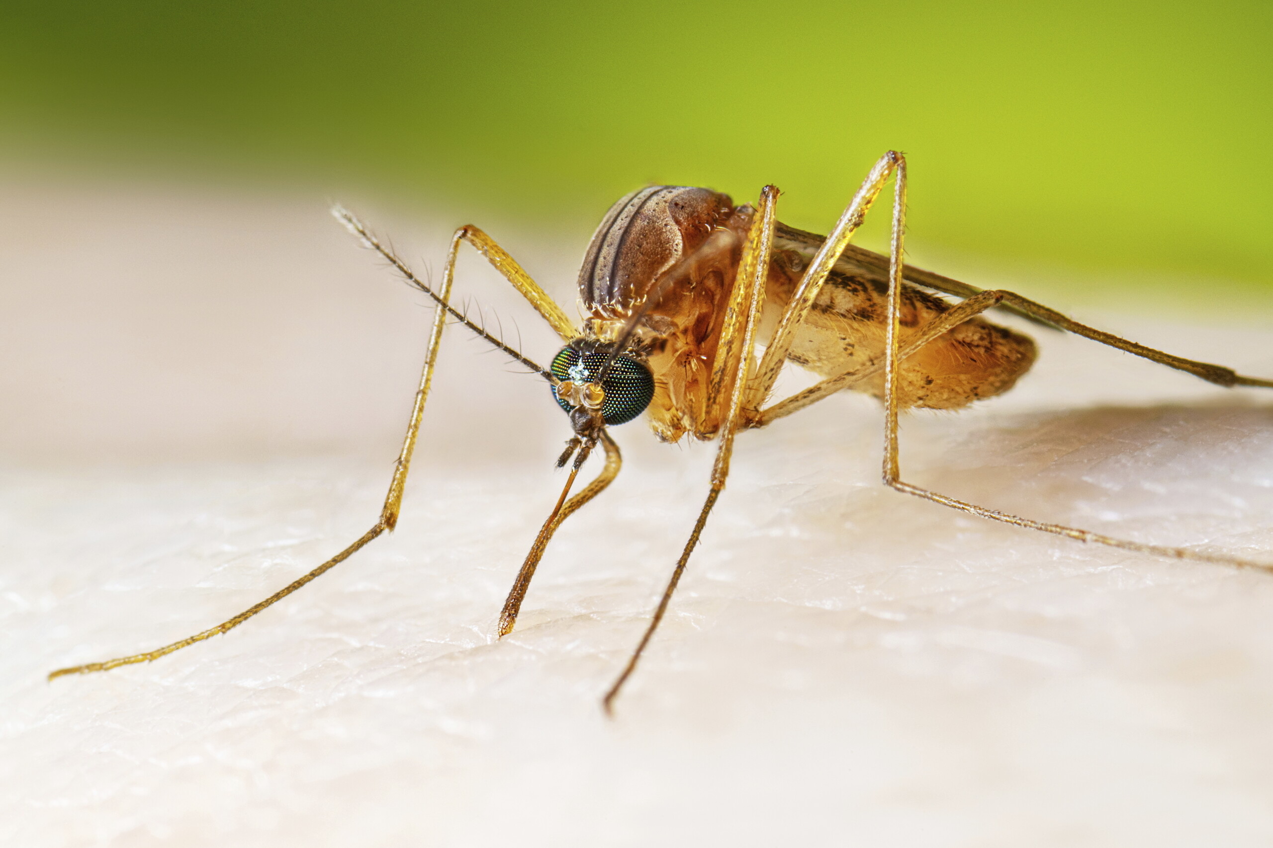 virus du nil occidental nouveau cas dans la region doristano 35 depuis le debut de lannee scaled
