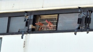 gaza guardian des dizaines de palestiniens detenus dans une prison souterraine en israel