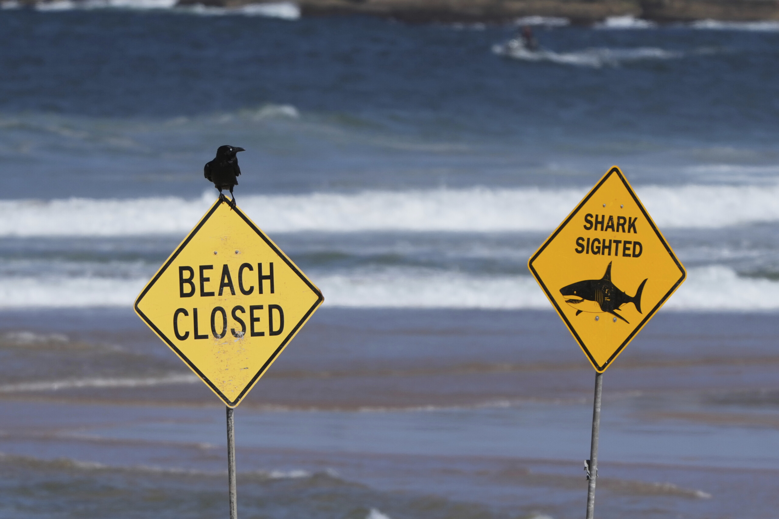 Australie : un requin tue une femme et blesse un homme qui nageait avec elle 1 australie un requin tue une femme et blesse un homme qui nageait avec elle scaled