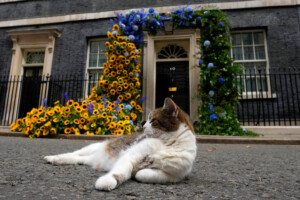 larry le chat present depuis 15 ans a downing street a ete introduit par cameron