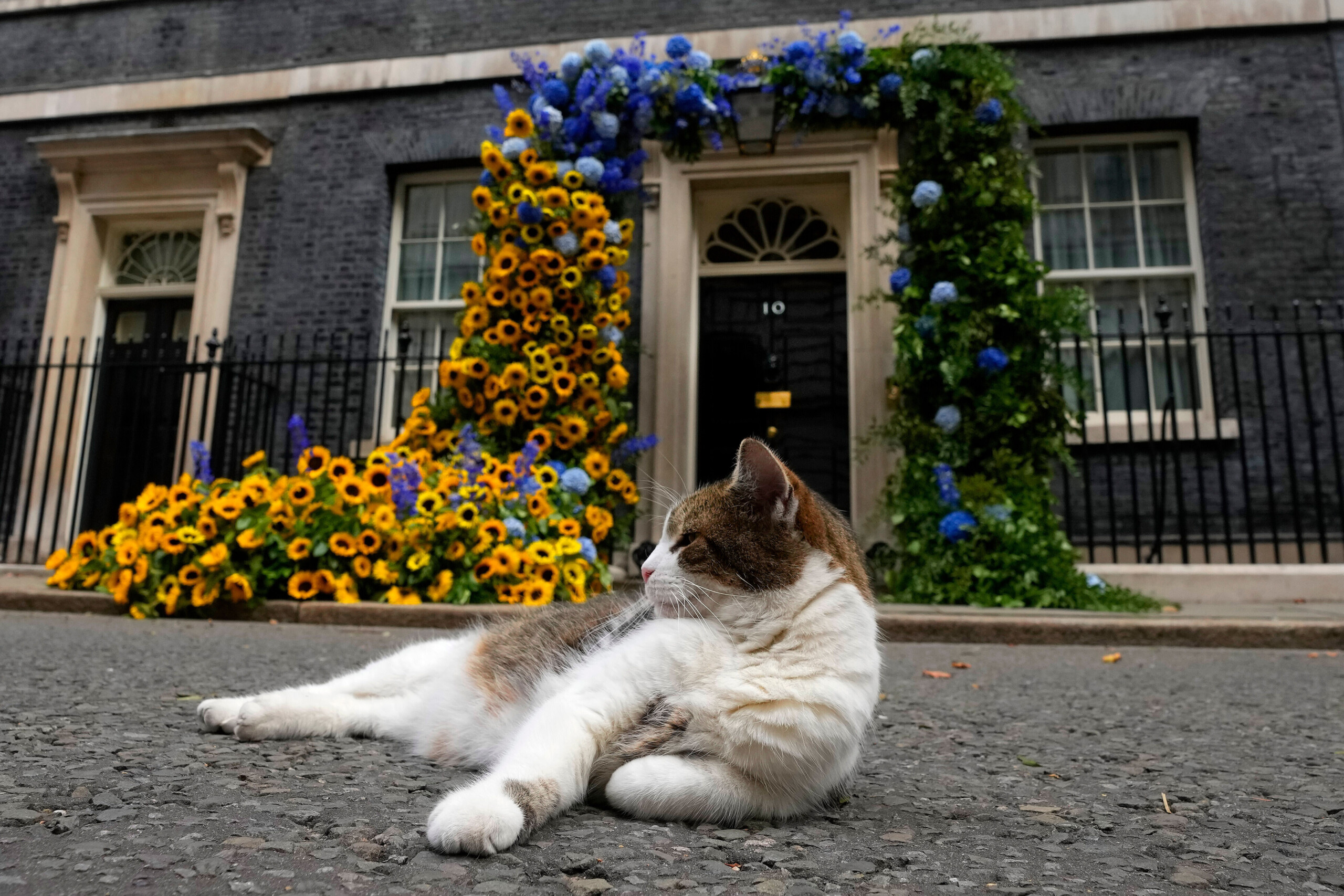 larry le chat present depuis 15 ans a downing street a ete introduit par cameron scaled