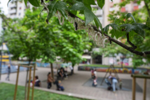 coldiretti les espaces verts urbains font baisser les temperatures jusqua 35 degres